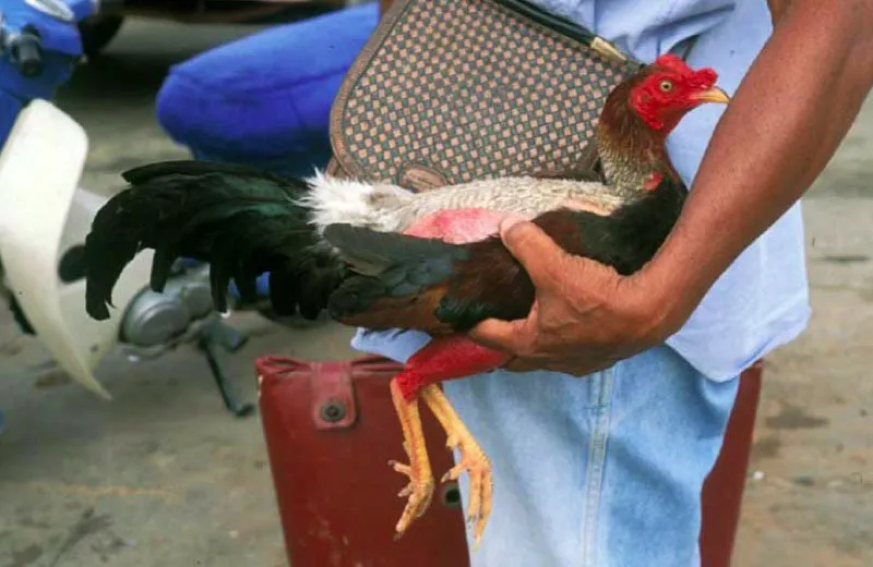 Feria internacional del gallo fino, Sincelejo, Sucre.
La feria, que ha dejado de realizarse, formaba parte de las festividades sucreñas como las del barrilete, del acordeón y las Corralejas. Se celebraban antes del 20 de enero. Estos eventos se constituyen en emblema de identidad regional. En Montería se celebra la fiesta nacional del gallo fino.