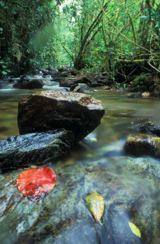 El Tablazo, Cundinamarca.
Cuando la sabana de Bogotá termina al occidente, en el municipio de Subachoque, la imponente montaña del Tablazo, que ha alcanzado los 3 600 metros en el páramo, desciende vertiginosamente de los 2 450 hasta 1 780 m.s.n.m. Se crea así un mosaico de pisos térmicos y paisajes incomparable.