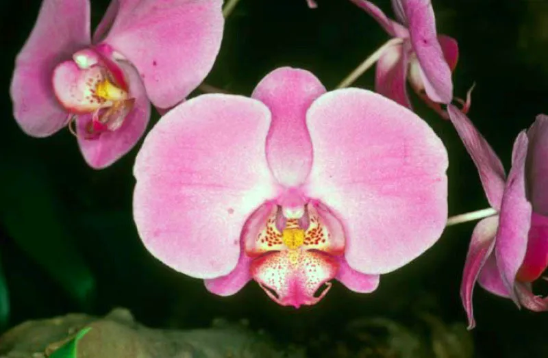 Orqudeas de Colombia. 
Es la flor nacional de Colombia, pas que posee el 10% de las orqudeas del mundo. Se encuentran frecuentemente a lo largo y ancho del territorio colombiano, desde el nivel del mar hasta los casi 4 000 metros de altitud. Se diferencian de otras especies pues al madurar la flor queda boca abajo. 