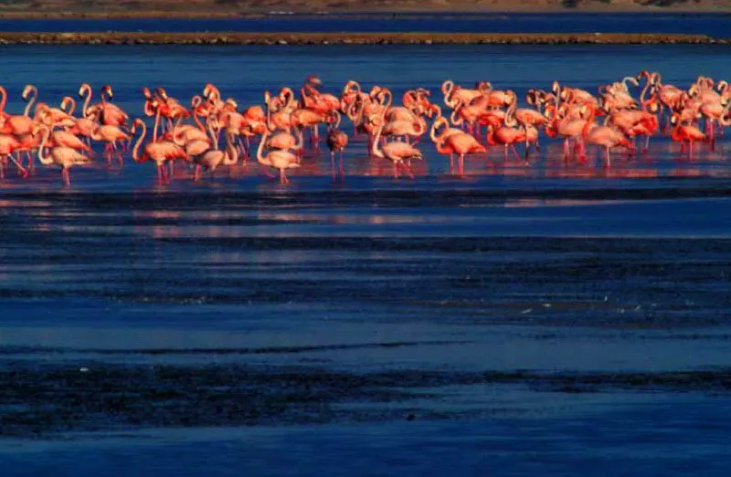 Santuario de Fauna y Flora Los Flamencos, Alta Guajira. 
En el corregimiento de Camarones, Riohacha, se encuentra este mgico refugio para estas milenarias aves, que le dan su nombre. Su delicado ecosistema comprende un sinfn de aves, peces, crustceos y plantas. Es un territorio de cinagas, lagunas y bosques secos de 7 687 hectreas de extensin. 