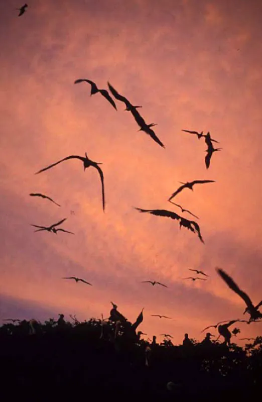 Fragatas, mar Caribe. 
Aves marinas del grupo de los Pelecaniformes. Se les encuentra planeando en zonas tropicales sobre las costas de los ocanos Atlntico y Pacfico. Pese a que son de gran tamao su envergadura de alas alcanza los 2 metros de longitud son muy livianas, lo que les permite volar con agilidad. 