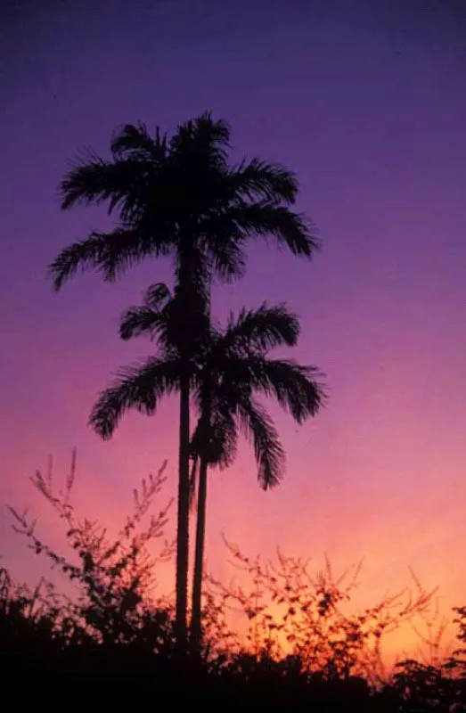 Palmas, ro Caquet, Amazonas. 
Colombia es, despus del Brasil, el pas que posee el mayor nmero de especies de palmas en su territorio. Segn Dugand, tenemos cerca de 300 distribuidas en 50 gneros de 1 200 especies que hay en el mundo. Salvo en las nieves, las hay en todos los climas, aunque prefieren el hmedo y clido. 
