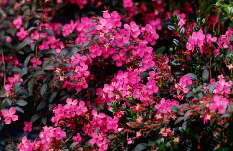 Sietecueros, Rionegro, Antioquia. 
Su nombre alude a la corteza de color rojizo-naranja que se desprende en muchas capas. Gracias a su floracin muy atractiva, adorna los bosques hmedos. Las flores jvenes tienen un tono magenta que cambia hasta el violeta azulado. Es propia de los Andes, desde Venezuela hasta el Per. 