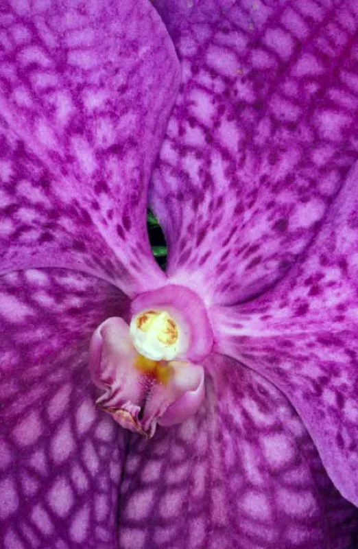 Cymbidium. 
Esta orqudea proviene del Asia tropical pero en el pas se ha aclimatado en zonas clidas y de alta humedad, aunque algunas especies se desarrollan en regiones ms elevadas y fras. Son las orqudeas ms cultivadas en el mundo, por su fcil cultivo y sus hbridos de todos los colores. 