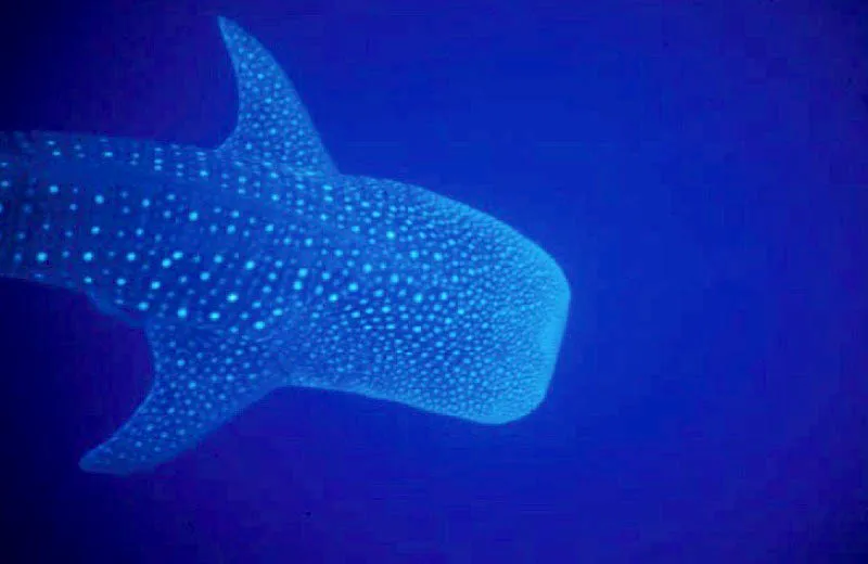 Tiburn ballena. 
El tiburn ballena, que nada en las aguas de los mares colombianos en las zonas aledaas a los arrecifes, es el pez ms grande del mundo. Habita en aguas clidas tropicales y subtropicales. El Santuario de Fauna y Flora de Malpelo es uno de los lugares donde se puede apreciar esta extraordinaria especie. 