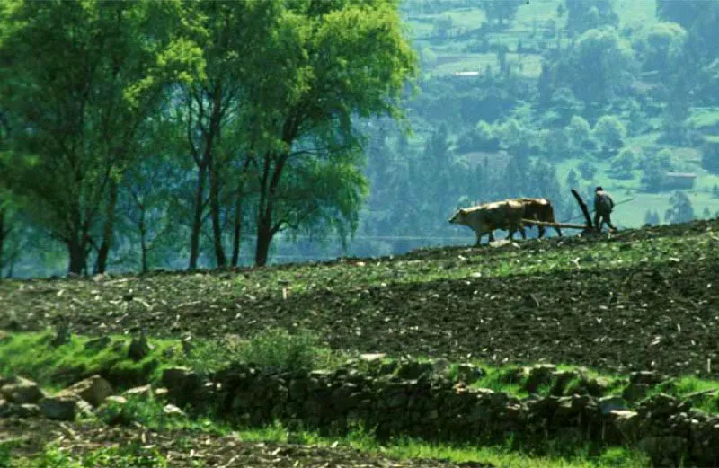 El Cocuy, Boyacá.
El minifundio predomina en las zonas rurales de este municipio. Dadas las marcadas inclinaciones del terreno, la yunta de bueyes sigue siendo herramienta irremplazable. La ganadería complementa el cultivo de la papa, esencial en la cocina boyacense, el maíz, el trigo, la cebada y la cebolla.