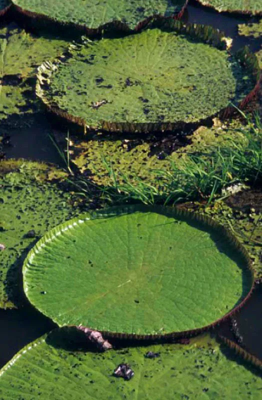 Victoria Regia, Amazonas. 
Planta acutica venerada por los indgenas de la amazonia. Pertenece a la familia de las ninfceas y es llamada tambin a flor de Amrica. Tiene una sola hoja colosal de hasta dos metros de dimetro. Sus flores son blancas o rosadas, muy olorosas y solitarias y produce un fruto globuloso. 