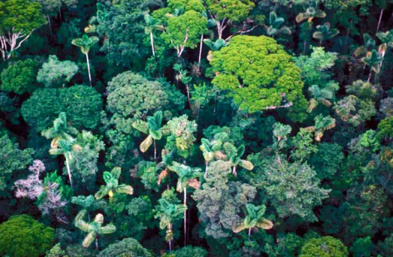 Parque Nacional Natural de Los Katíos, Chocó.
Parte del Tapón del Darién y de las ciénagas de Tumaradó conforman este parque, lugar de cruce de especies de América Central y del Sur. Este bosque tropical húmedo, una de las zonas más biodiversas del mundo, fue declarado Patrimonio Natural de la Humanidad por la Unnesco desde 1994.