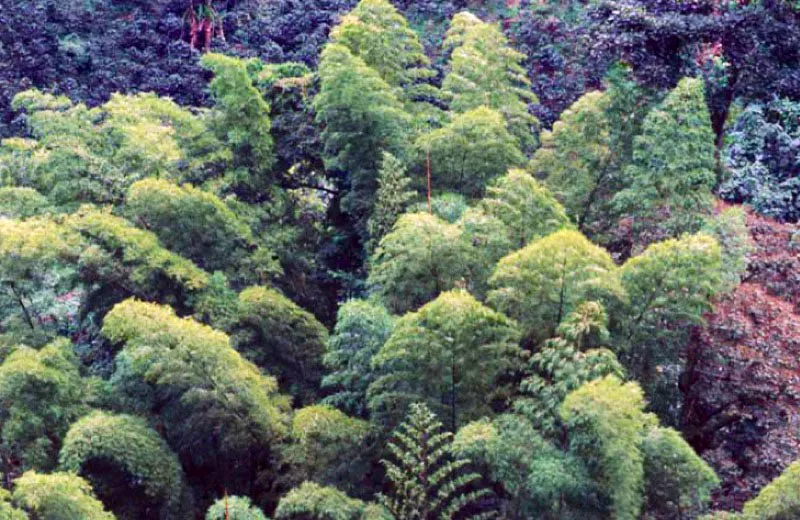 Guaduales, Manizales, Caldas. 
La guadua, Guadua angustifolia, es un recurso natural, renovable, sostenible, de rpido crecimiento y es material de construccin sismo-resistente. Ambientalmente conserva el suelo, controla la erosin, regula el caudal hdrico, aporta materia orgnica y contribuye a la biodiversidad. 