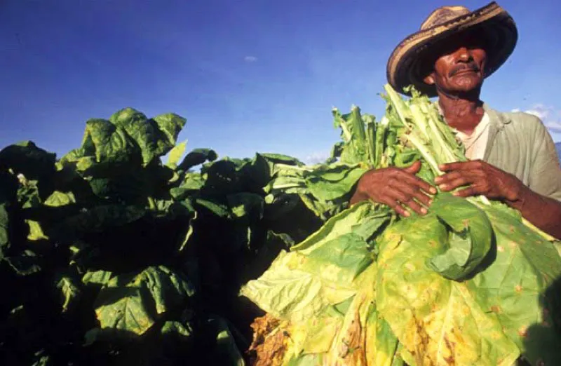 Cultivo de tabaco, Neiva, Huila. 
El tabaco fue, desde el siglo xix , una industria eminentemente santandereana. Hoy, aunque ese departamento es el primer productor de tabaco negro, el Huila ocupa el tercer lugar entre los productores de tabaco rubio, despus de Boyac y Cesar. Se cultiva en el valle del ro Magdalena. 