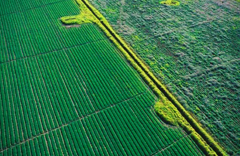 Sabana de Bogot. 
La visin de una sabana frtil, de clima benvolo, baada por riachuelos debi causar profunda impresin en los primeros espaoles. Las grandes haciendas estaban dedicadas a la produccin de leche, cebada, trigo y agricultura domstica pero este panorama ha cambiado con las flores. 