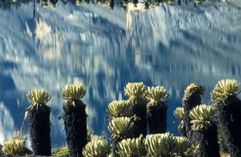 Sierra Nevada del Cocuy. 
El Parque Nacional Natural posee 150 lagunas de montaa. El ro Lagunillas entrelaza las lagunas glaciares de La Parada, La Pintada, La Cuadrada y La Atravesada. La Laguna Grande de la sierra se encuentra a los pies de siete picos nevados y la de La Plaza est en medio de un espectacular anfiteatro ltico. 