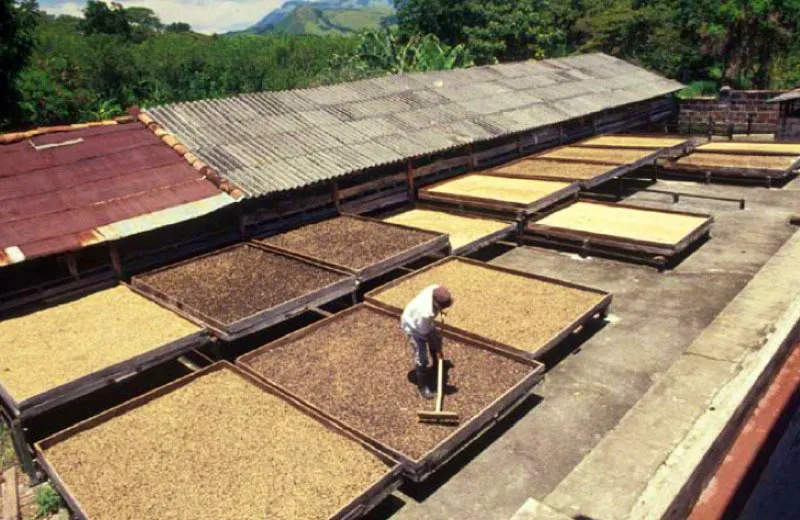 Secado de caf, Bolombolo, Antioquia. 
Esta etapa del proceso busca disminuir la humedad del grano, para que se pueda almacenar de manera segura. Se hace de manera mecnica y tambin manual aprovechando la energa del sol y del aire. El caf se reparte sobre elbas en capas de pocos centmetros y se revuelve por lo menos cuatro veces al da. 