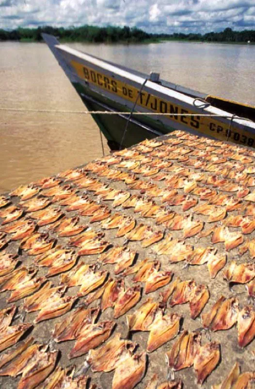 Quibdó, Chocó.
El río Atrato es no sólo la vía de comunicación por excelencia de Quibdó, sino también fuente inagotable de recursos alimenticios. En la zona rural de la ciudad se pescan sardinas, guacuco, mojarra, micuro y rollizo. El Atrato es uno de los ríos más caudalosos de Colombia y del mundo.