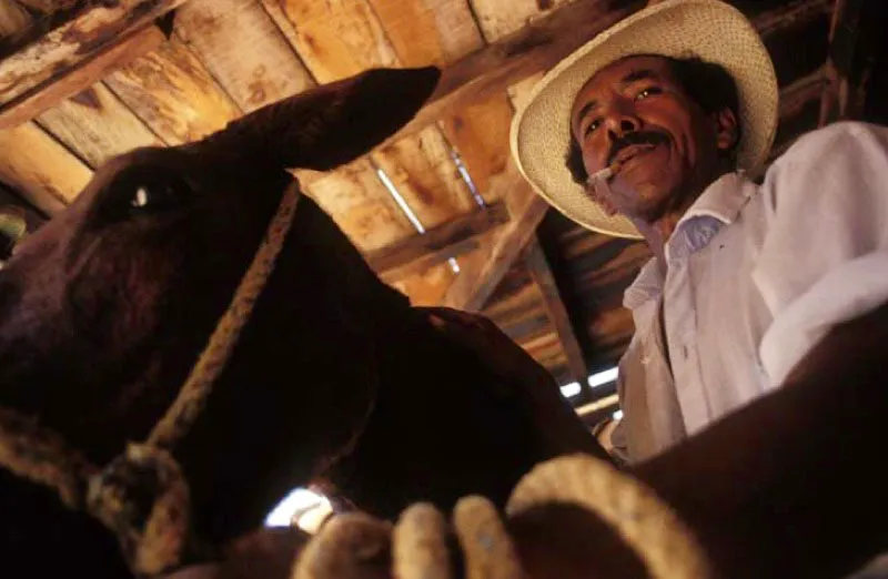 Arriero, Bolombolo, Antioquia. 
En Antioquia slo existan precarios caminos llenos de barro, que nicamente las mulas y sus arrieros podan recorrer. Eran hombres fuertes que transportaban mercancas, colonizaban tierras y fundaban pueblos. Hoy el oficio contina en zonas de Antioquia donde an no existen carreteras. 