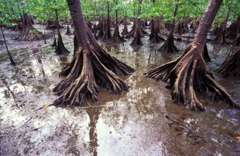 Manglar, ensenada de Utra, Choc. 
Es considerada patrimonio mundial por su riqusima diversidad biolgica y por las especies endmicas que la habitan. Una tercera parte de su rea total es marina. Ubicada en el ocano Pacfico, es Parque Nacional Natural desde 1987. La serrana del Baud la limita y de ella provienen sus ros. 