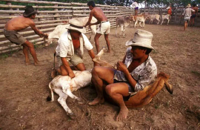 Desparasitacin de ganado, llanos orientales. 
Los animales jvenes son ms susceptibles a la garrapata o caro ectoparsito, y en ellos los efectos son notorios, hasta afectar el desarrollo seo y el crecimiento. Hay razas que resisten ms ciertos parsitos: el ganado blanco orejinegro tolera mejor el ataque del nuche y el ceb el de la garrapata. 