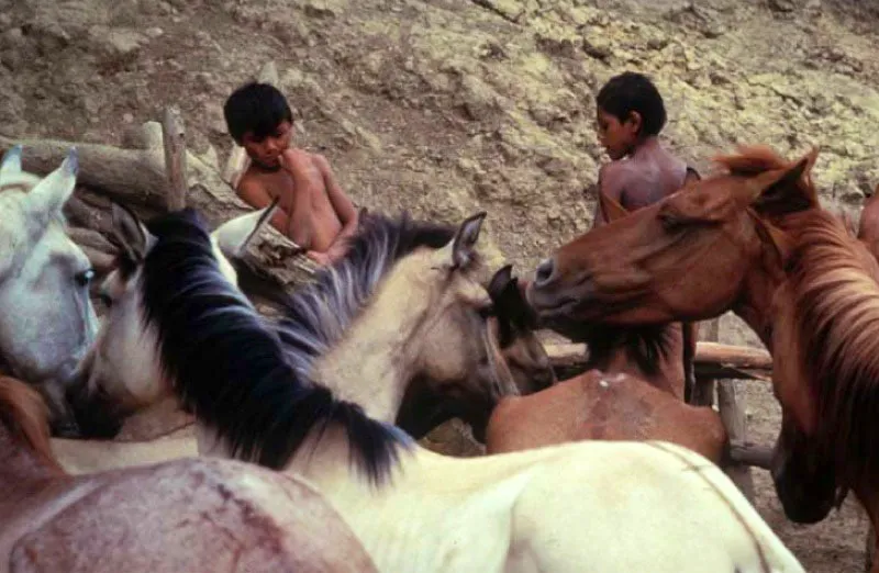 Potros, llanos orientales. 
El caballo es smbolo de vida y de libertad para el llanero. Desde la gesta de la independencia, cuando gracias a la participacin de las tropas de lanceros llaneros los ejrcitos republicanos ganaron batallas como la del Pantano de Vargas y Boyac, hasta la cotidianeidad en la que, montados en sus animales, vaquean de sol a sol. 