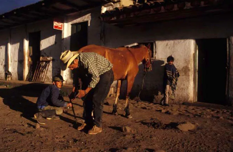 Herraje de caballos, Llanos Orientales. 
Los cascos del caballo crecen dos cm al mes, por ello deben ser recortados peridicamente. Para darle fortaleza e impedir que se raje, se desgaste o los afecte la humedad, se colocan las herraduras. Para un buen cuidado se deben limpiar a diario. Un casco seco y limpio evita enfermedades y malas posturas. 