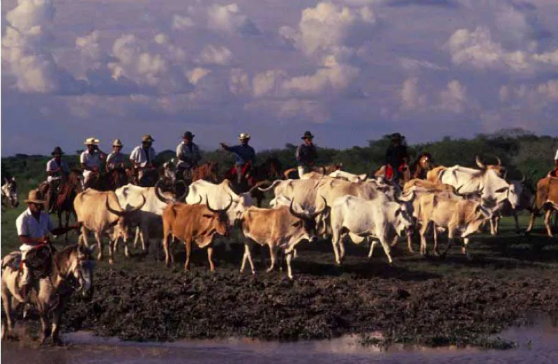 Vaquera, llanos de Casanare. 
Al manejo, cuidado y traslado de ganaderas en busca de frescos pastizales, cruzando caadas y arroyos, a lomo de caballos criollos se le llama vaquera. Esta labor, que tiene sus propias msicas como el galern o el joropo y sus propios cdigos, se constituye en toda una forma de vida. 