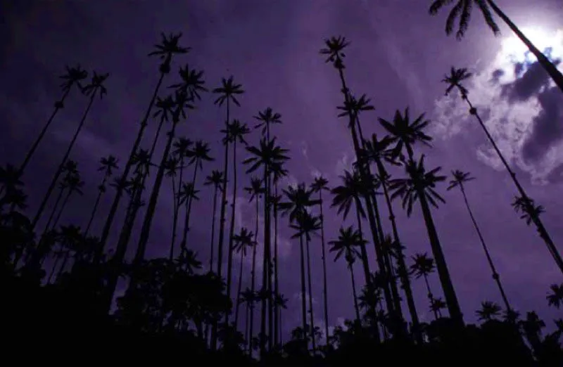 Valle de La Cocora. 
Sin duda, la palma de cera Ceroxylon quindiuense es la especie ms vistosa del valle. De las 11 especies Ceroxylon que crecen en los Andes, siete se encuentran en Colombia. Sus frutos rojos son alimento del loro orejiamarillo (Ognorhynchus icterotis). Ambos estn al borde de la extincin. 