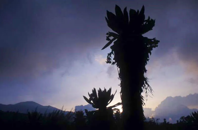 Parque Nacional Natural Purac. 
Es parte del Macizo Colombiano o nudo de Almaguer. Es la estrella hidrogrfica de la que nacen los ros Pata, Magdalena, Cauca y Caquet. En su amplia zona de pramo dadas sus peculiares circunstancias climticas presenta mltiples endemismos como el frailejn o Espeletias, chusques y pajonales. 