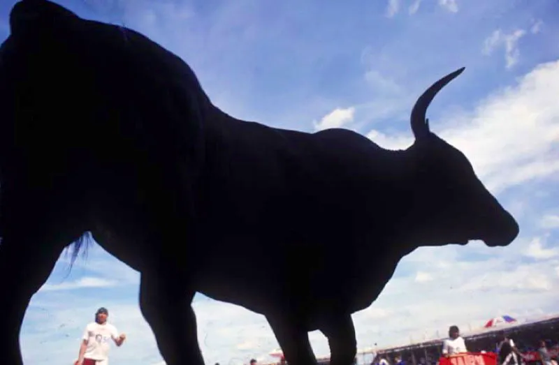 Corralejas, Sinc, Sucre. 
La fiesta en corraleja la conforman peleas de gallo, reinados populares, cabalgatas y fandangos. Su origen es religioso: se celebra el 20 de enero en honor del dulce nombre de Jess. Estas fiestas son, desde el siglo xix , una de las tradiciones culturales y folclricas ms importantes del departamento. 