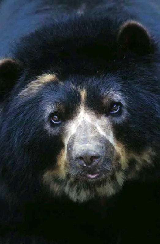 Parque Nacional Natural La Planada, Nario. 
El oso de anteojos Tremarctos ornatus habita en el Bosque de Niebla. Es muy tmido, gran trepador, mayormente vegetariano y, adems de ser el mamfero ms grande despus del tapir, es el nico oso de Amrica del Sur. Se encuentra en va de extincin por la deforestacin excesiva y la cacera. 