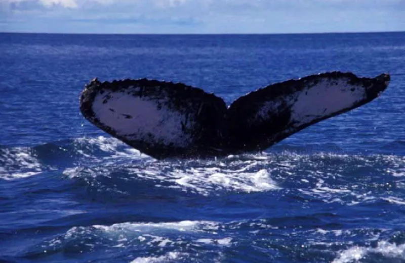 Ballena jorobada, ocano Pacfico. 
El mar de Gorgona es un verdadero laboratorio viviente. Es frecuentado por delfines, marsopas, cachalotes y en los meses de verano, por la yubarta o ballena jorobada que llega a la isla para la reproduccin y el apareamiento. Colombia ejerce una celosa vigilancia para preservar este espectculo natural. 