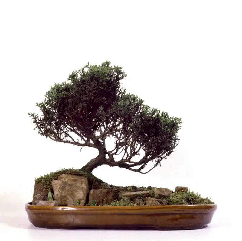 Acantilado.
Bonsái de Juniperus sp.