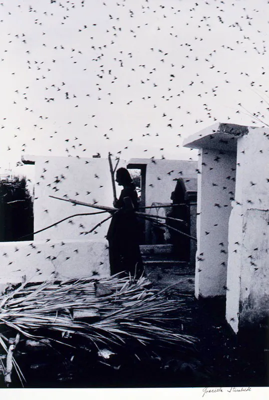 Graciela Iturbide / Mxico D. F. (Mxico), 1942 / Cementerio  / (Juchitn, Mxico) / 1988 / Impresin de plata sobre gelatina, sobre papel / 60,9 x 50,8 cm / Registro 3874 / Ingreso a la coleccin: febrero de 1998 