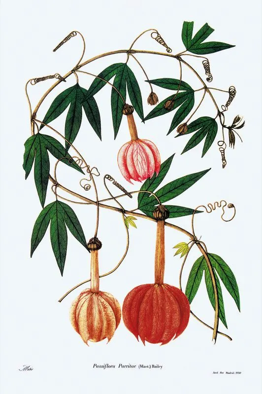 Passiflora parritae.