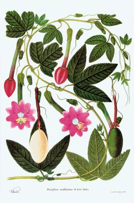 Passiflora mollisima.