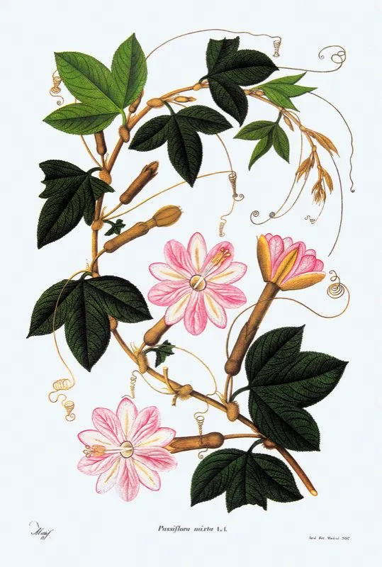 Passiflora mixta.