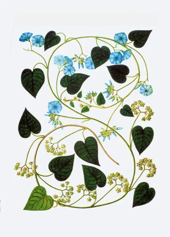 Evolvulus.