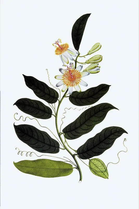 Passiflora mariquitensis.