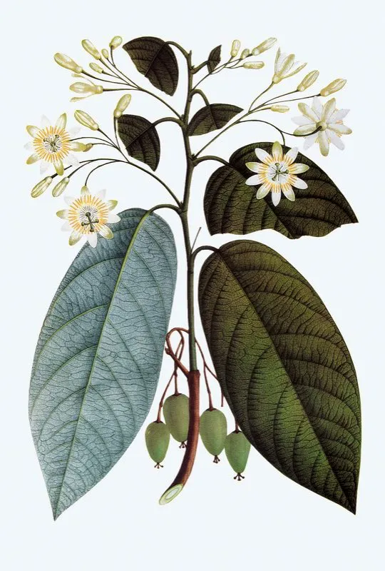 Passiflora arborea.