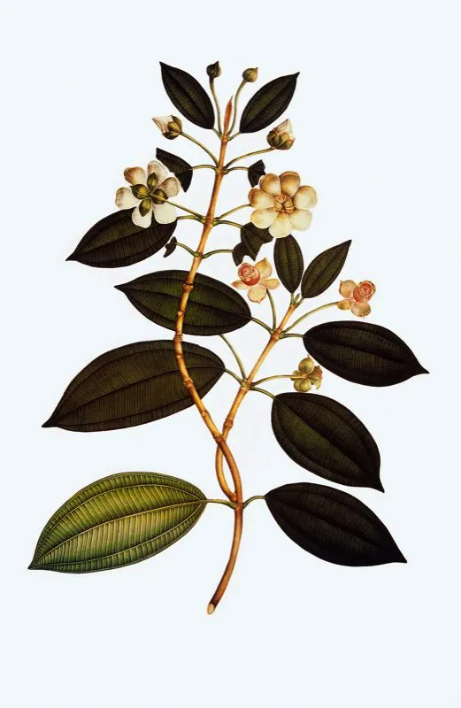 Blakea granatensis.