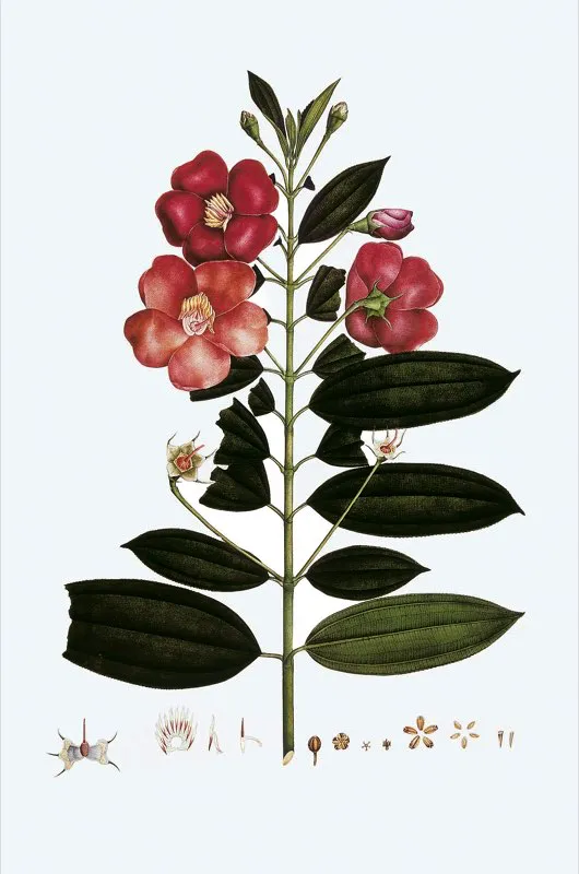 Meriania speciosa.