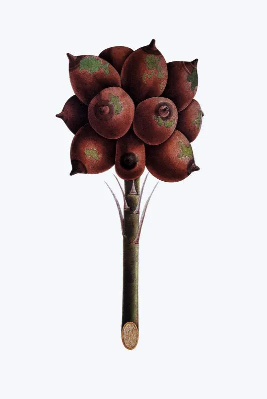 Attalea nucifera.