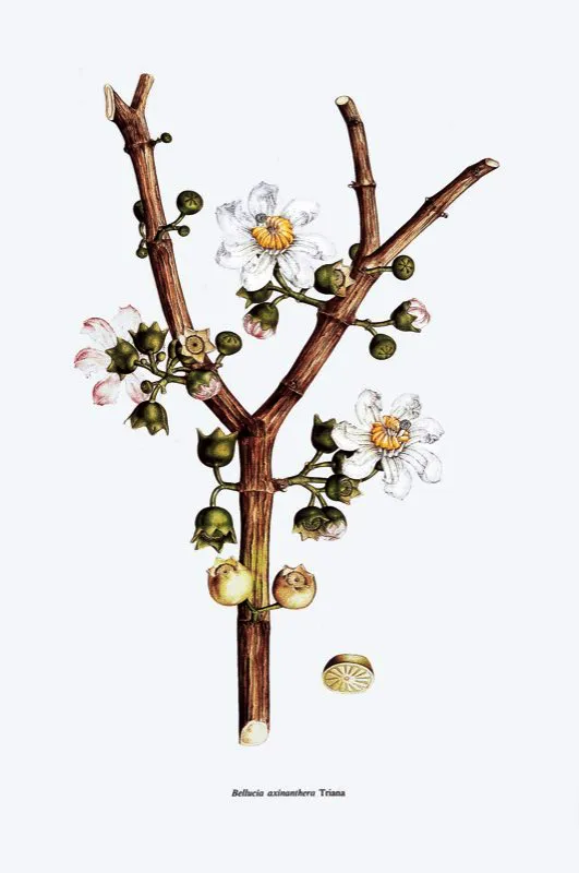 Bellucia axinanthera.