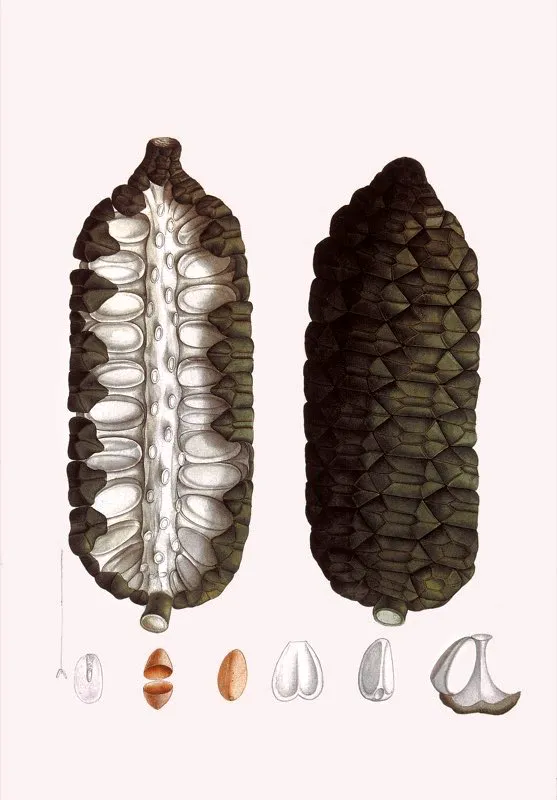 Zamina cf. muricata.