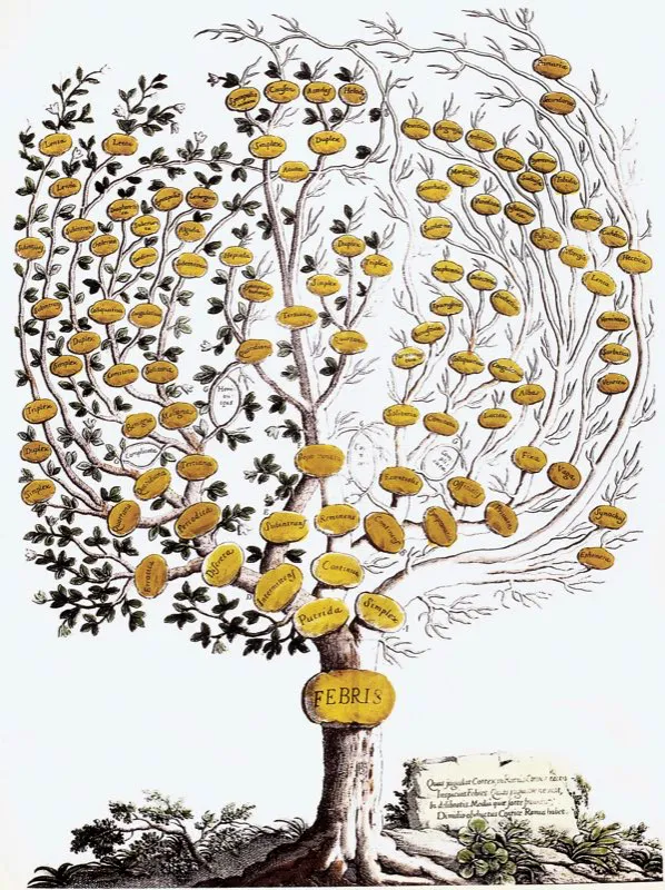 Árbol que ilustra las muchas interpretaciones que tuvo la fiebre, el principal síntoma para el diagnóstico de la medicina colonial.