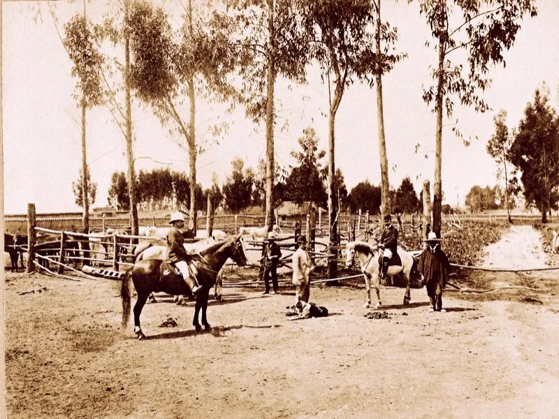 En su novela El rejo de enlazar, Eugenio Daz describi la vida del orejn sabanero, campesino que poda ser hacendado o capataz, o simple correcaminos, y el ambiente de las haciendas sabaneras. Veanse las tapias de las huertas y corrales, y las cercas de las corralejas que se elevaban en forma de murallas o fortificaciones, lo que daba a la casa, capital de la hacienda, un aspecto solemne aunque melanclico, si se contemplaba el total aislamiento que reinaba en los contornos, pues no haba sino a mucha distancia una que otra vivienda de los proletarios. A finales de siglo las haciendas de la sabana abastecan el mercado de Bogot de frutas, legumbres, cereales, leche y carne. Dehesa de la sabana, fotografa de 1895. 