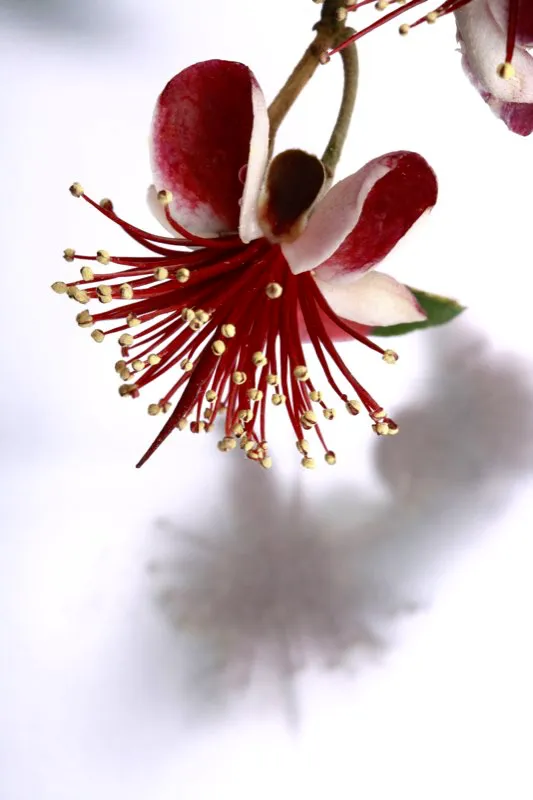 Familia: MYRTACEAE / Especie: Acca sellowiana / Nombre común: Feijoa César David Martínez