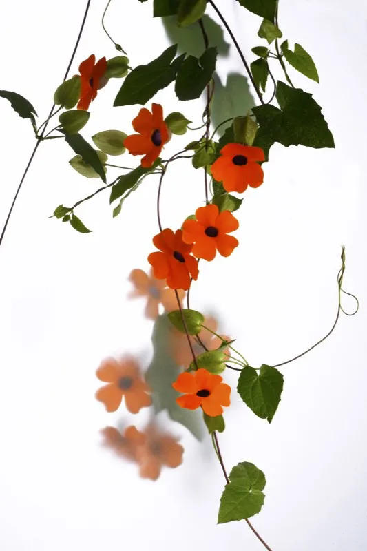 Familia: ACANTHACEAE / Especie: Thunbergia alata / Nombre común: Susanita César David Martínez
