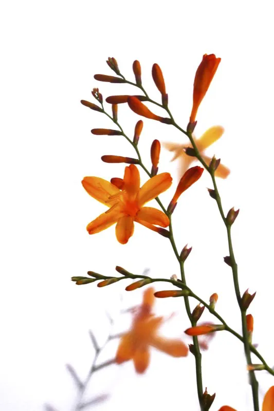 Familia: IRIDACEAE / Especie: Crocosmia x crocosmiiflora César David Martínez