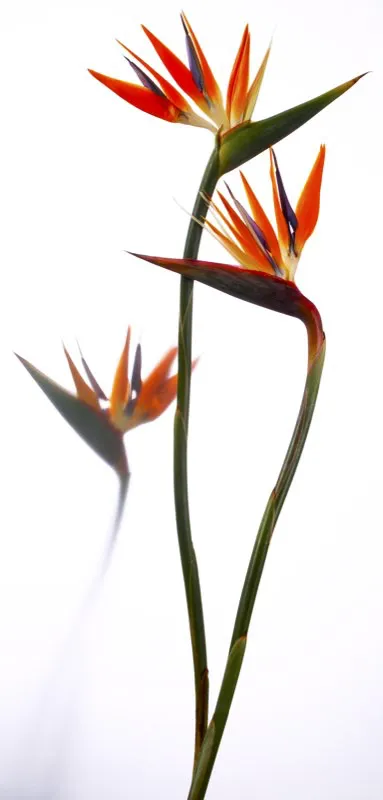 Familia: STRELITZIACEAE / Especie: Strelitzia reginae / Nombre común: Ave del paraiso César David Martínez