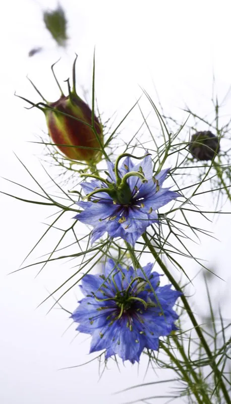 Familia: RANUCULACEAE / Especie: Aquilegia x hybrida / Nombre común: Espuela de caballero César David Martínez