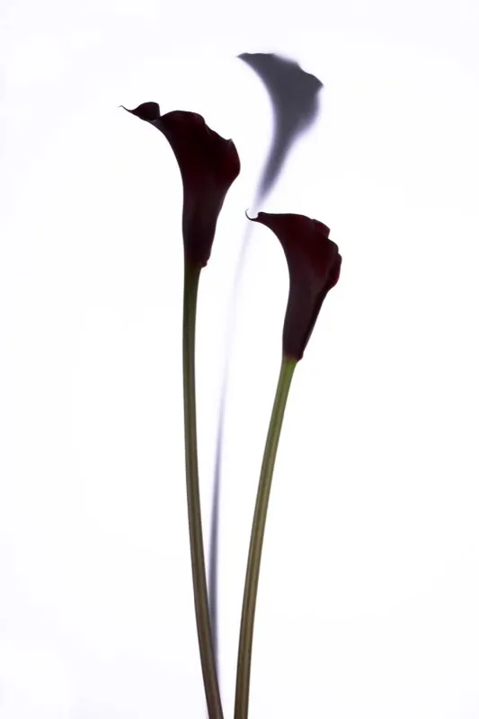 Familia: ARACEAE / Especie: Zantedeschia x hibrido / Nombre comn: Cala Csar David Martnez